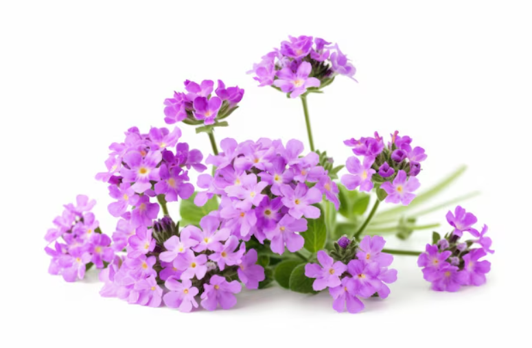 Verbena